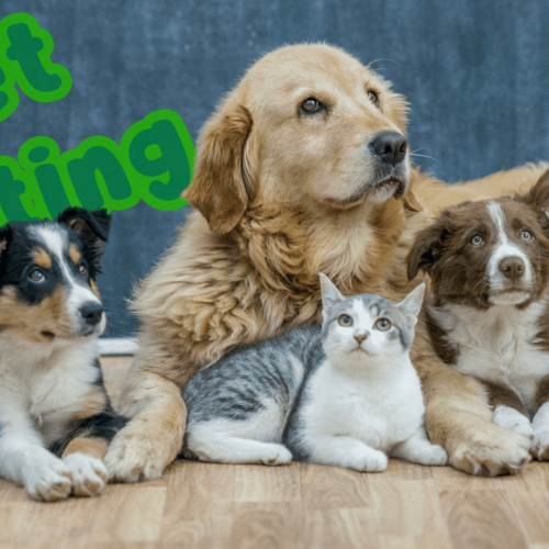 Arizona’s Best Pet Sitting: Choosing Between In-Home Care and Boarding for Your Furry Friend​